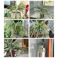 thumbnail image 6 of Artificial Spider Plant Lifelike Hanging Plant for Home, Office, Garden - Easy Care, Realistic Silk Chlorophytum Comosum 236inch, 6 of 9