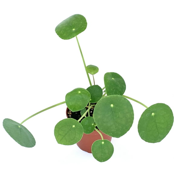 Chinese Money Plant Pilea Pepermomioides Air Purifying Houseplant
