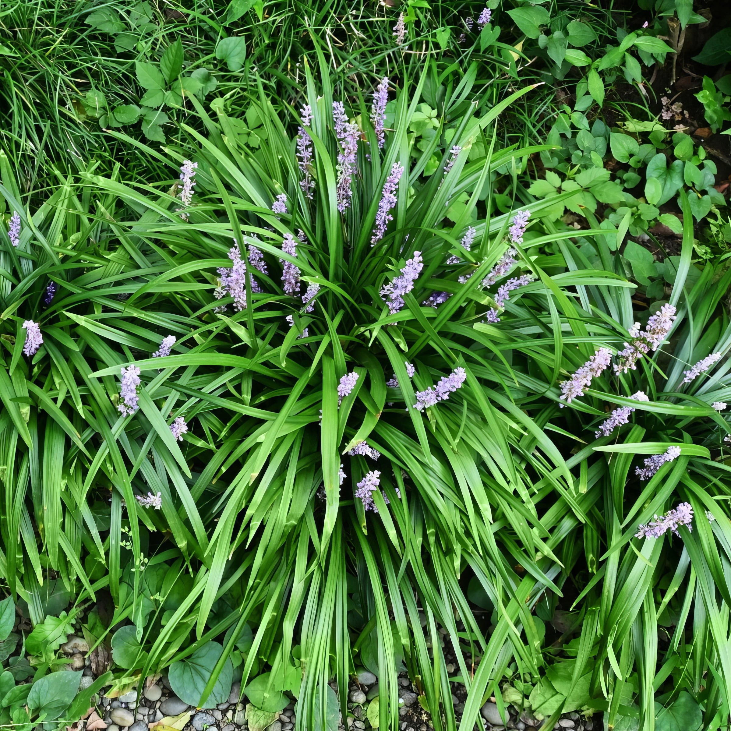 Live perennial Grass 4" Big Blue Liriope (6-Pack) with Full Sunlight