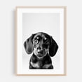 thumbnail image 2 of baby dog - Photography Dog Black and White Animal Portrait Minimalist Unframed Wall Art Print 5 x 7 inches, 2 of 60