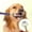 D, variant on Pet Toothbrush for Dogs and Cats - Soft Triple Head Design for Gentle Teeth Cleaning and Oral Care Plaque Removal and Fresh Breath Durable Pet Supplies