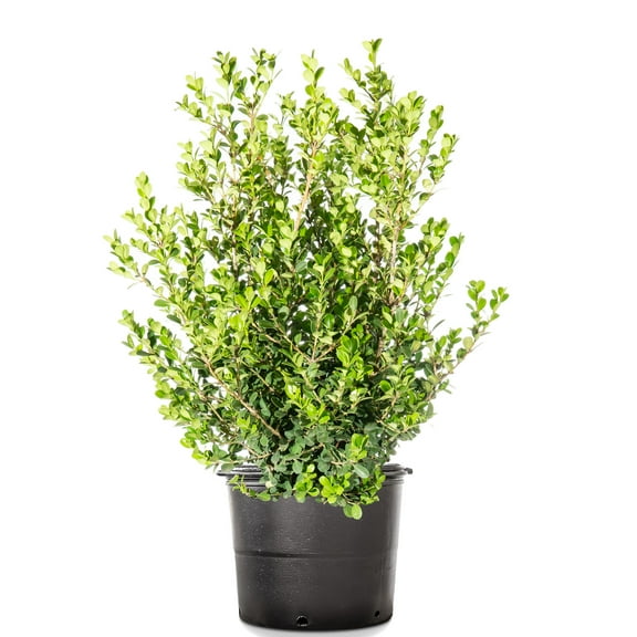 1 Gal. Japanese Boxwood - Hardy Evergreen Hedge Plant