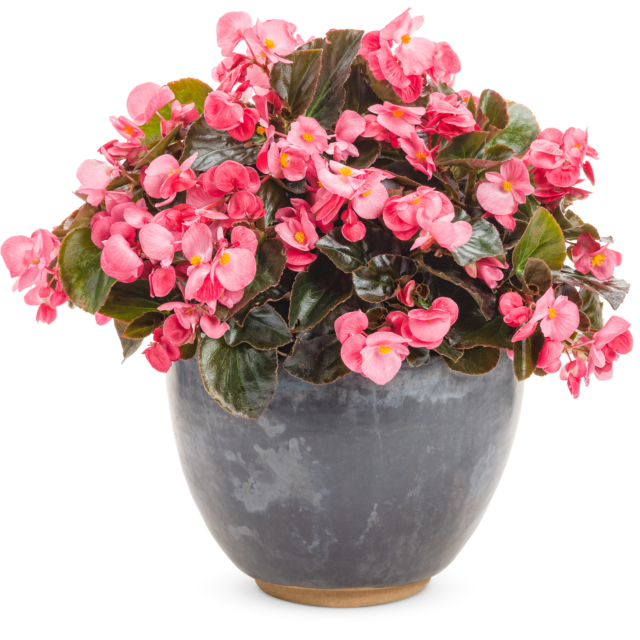 Proven Winners 4" Pink Surefire Rose Begonia Live Plant in 4.25" Pot (4 Count)