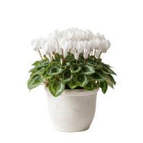 White Cyclamen Live Plant in 4 In Pot, Hardy Houseplant, Cyclamen Plant for Indoor Outdoor Growing