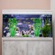 thumbnail image 5 of Planta Acuática Artificial CHAO de Plástico para Acuario 40 cm Decoración de Pecera, 5 of 5