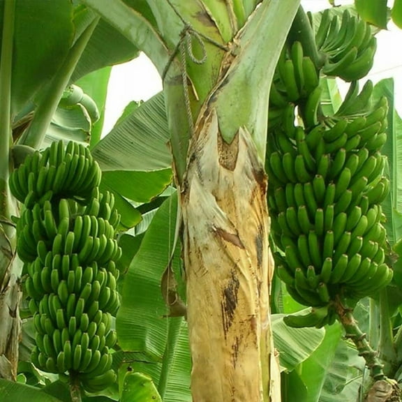 CZ Grain 10 Seeds Wild Banana Tree Plant Seeds, Robust and Fast Growing
