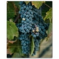 thumbnail image 1 of Picture-Tiles.com: Wine Ceramic Tile Wall Mural WAL501206-45S. 17"W x 21.25"H using (20) 4.25" x 4.25" Ceramic Tiles-Satin Finish, 1 of 3