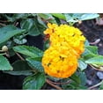 thumbnail image 6 of Lantana New Gold I 1 Large Gallon Size Plant I Verbenaceae Camara I Live Vibrant Golden Yellow Flowers, Heat and Drought Tolerant, Ideal for Borders and Hanging Baskets, 6 of 7