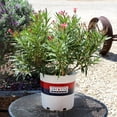 thumbnail image 5 of Lone Star Growers Nerium Oleander Flirt, Drought Tolerant, Live Shrubs & Plants, 2 gal Pot, Full Sun, 5 of 13