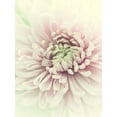 thumbnail image 2 of Stalus, Judy 12x14 White Modern Wood Framed Museum Art Print Titled - Flowers Aglow IV, 2 of 4
