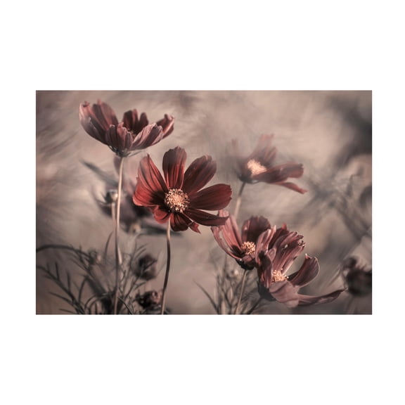 Canvas Wall Art - Fabien Bravin 'Cosmos 2019' Wall Art for Living Room, Bedroom, or Office D?cor by Trademark Fine Art - 19 x 12 Inches