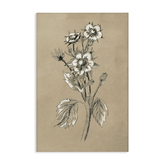 Stupell Industries Apple Blossom Drawing Botanical & Floral Drawing Gallery Wrapped Canvas Art Print Wall Art, 16 x 24