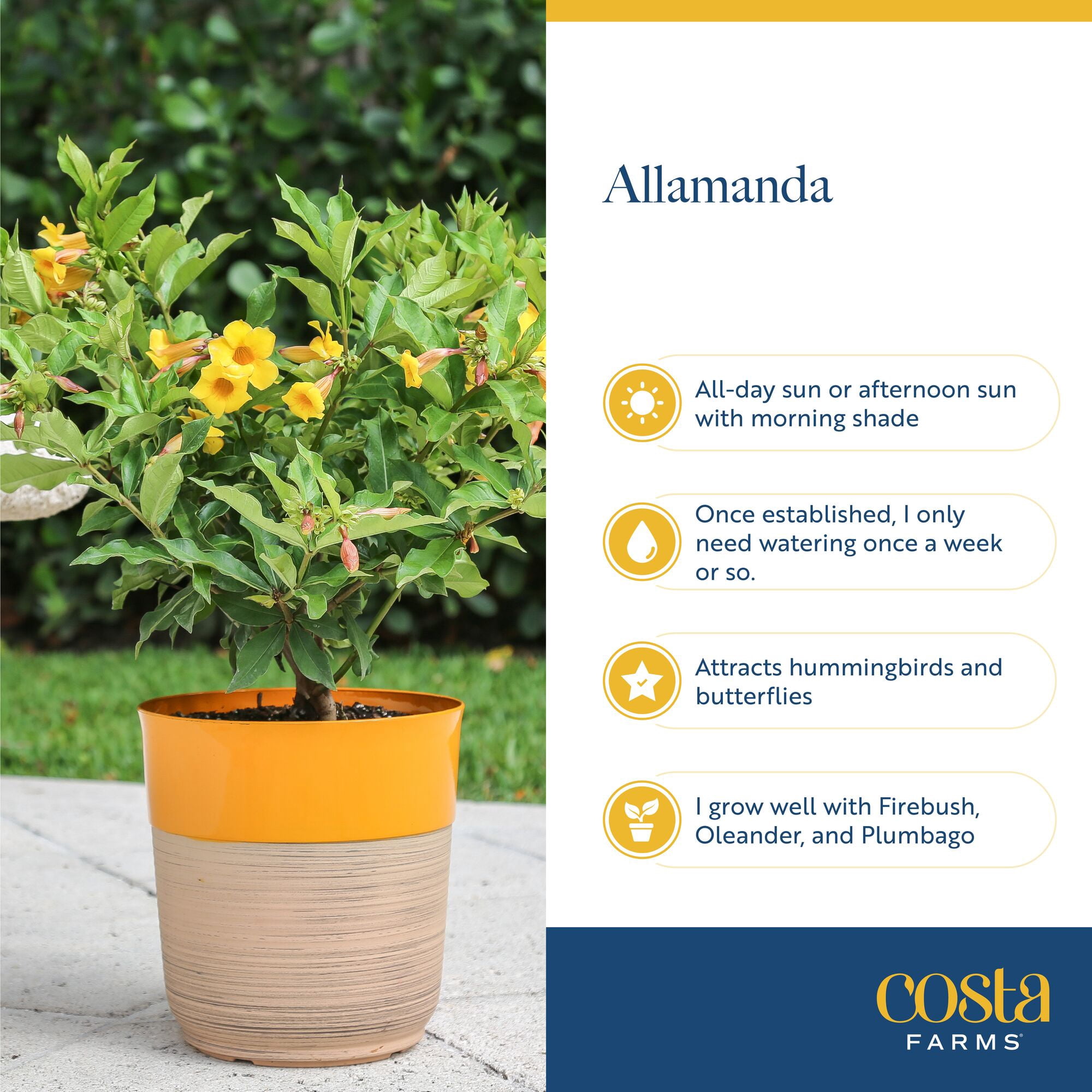 Island Blooms 26" Allamanda Live Outdoor Plant in 8.75" Grower Pot