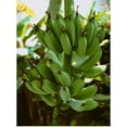thumbnail image 1 of Great BIG Canvas | Rolled Melinda Holden Poster Print entitled Maturing bananas on the stalk in open shade, San Diego, California, 1 of 4
