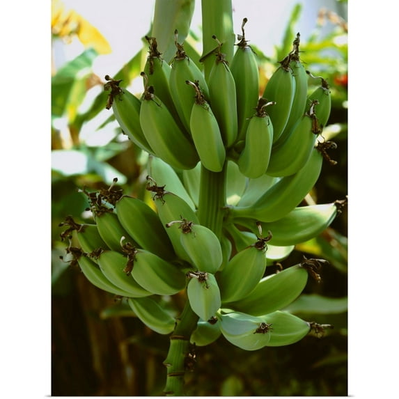 Great BIG Canvas | Rolled Melinda Holden Poster Print entitled Maturing bananas on the stalk in open shade, San Diego, California