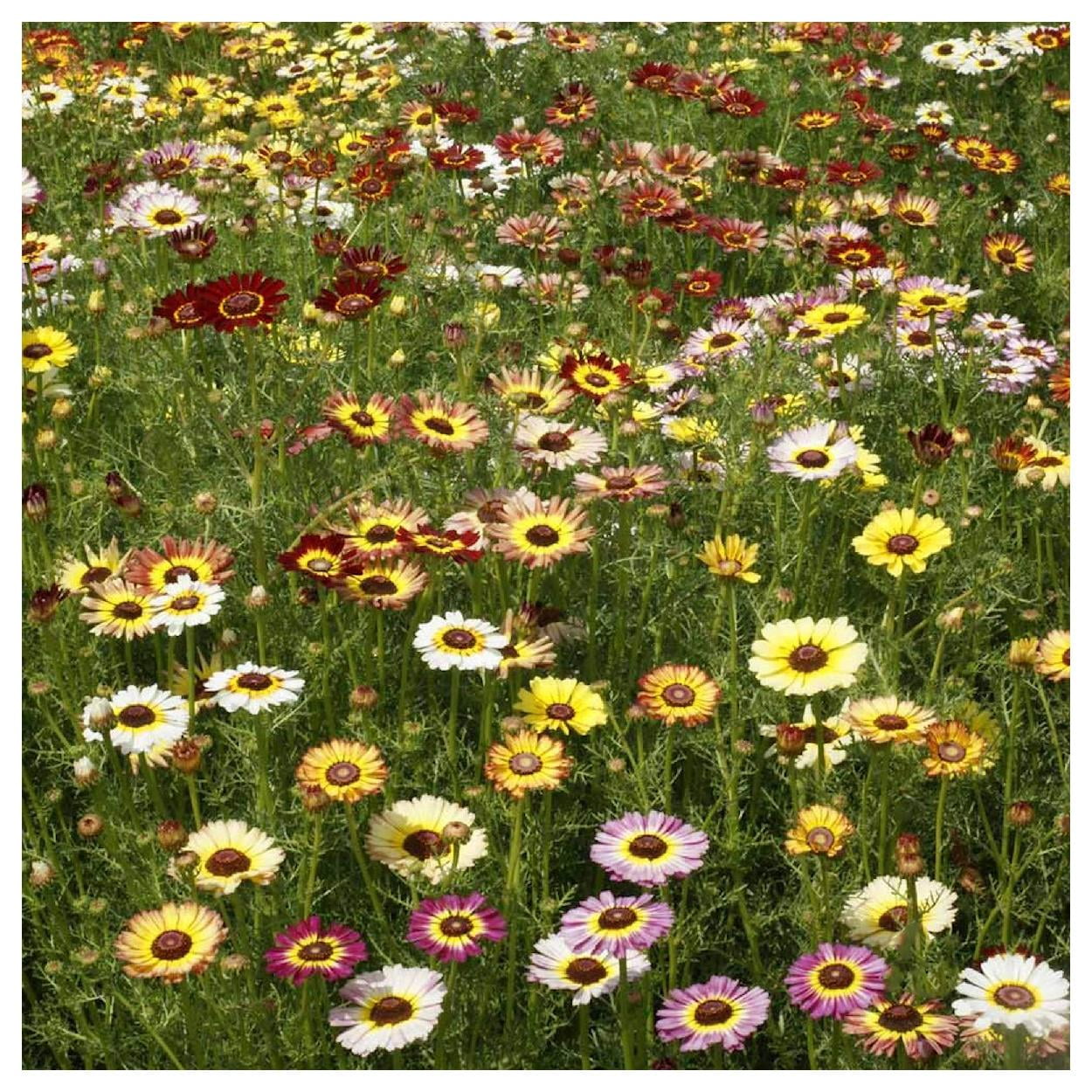 Everwilde Farms - 1 lb Painted Daisy Garden Flower Seeds - Gold Vault Bulk Seed Packet