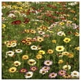 thumbnail image 2 of Everwilde Farms - 1 oz Painted Daisy Garden Flower Seeds - Gold Vault Bulk Seed Packet, 2 of 3