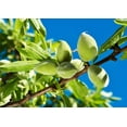 thumbnail image 6 of Organic Blanched Slivered Almonds, 8 Pounds — Non-GMO, Kosher, Vegan — by Food to Live, 6 of 6