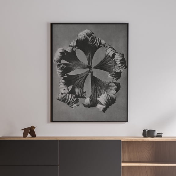 Trollius Europaeus - Globeflower - 1928 | Karl Blossfeldt | Premium Fine Art Print | 19th Century German | New Objectivity | Botanical | Plant Art | Nature Art