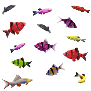 Aquarium Fishes