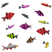 GloFish® 20G Active Tiger Barb-Danio-Shark 14ct Live Fish Assortment