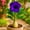 B, variant on Desert Rose, Low Maintenance - Easy Grow - Ideal for Beds Borders, Plant Pots & Planters