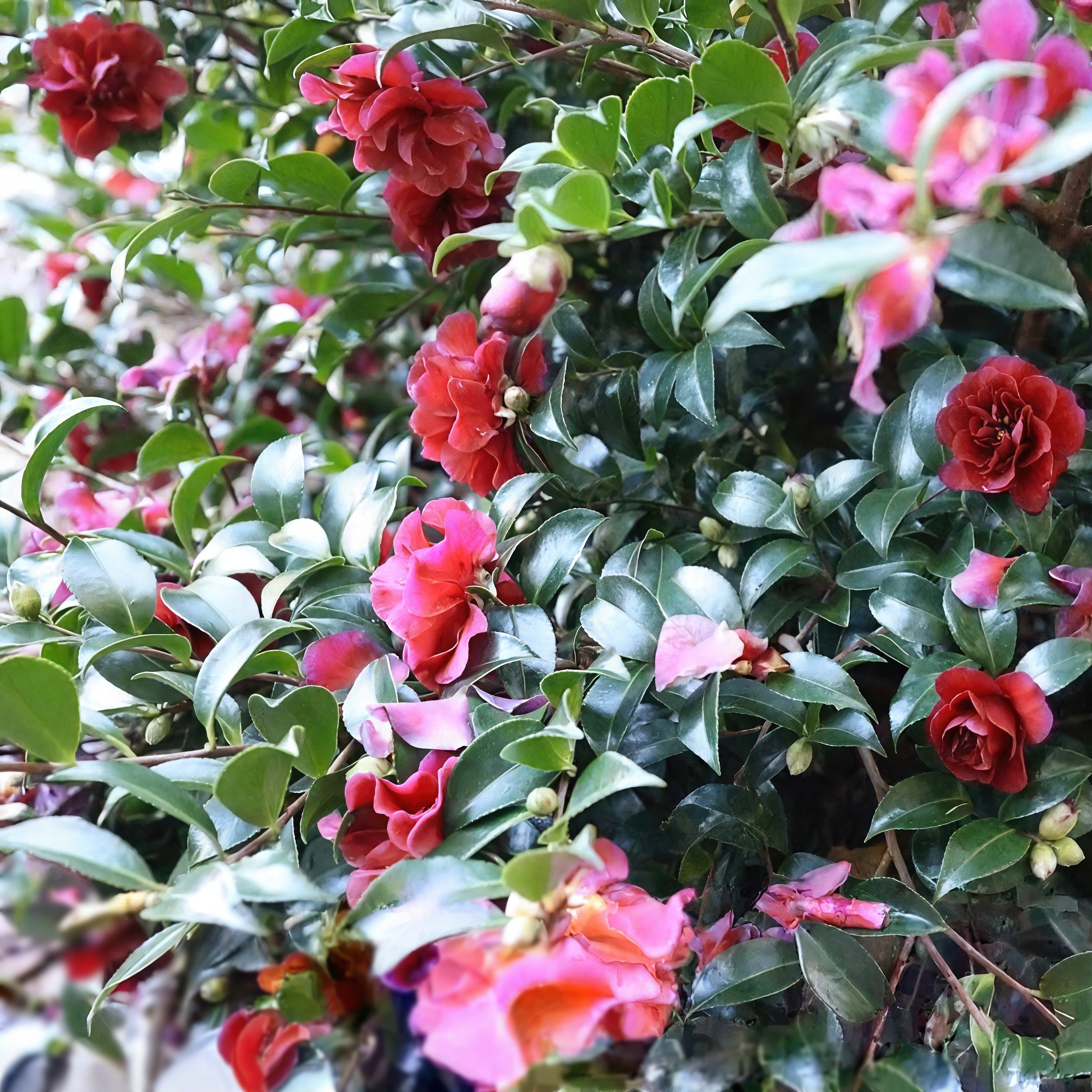 National Plant Network 3 gal. Camellia Sasanqua October Magic Ruby Shrub