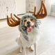 thumbnail image 3 of Disfraz de mascota Onmygogo divertido para perro de Halloween y alce, talla M, 3 of 8