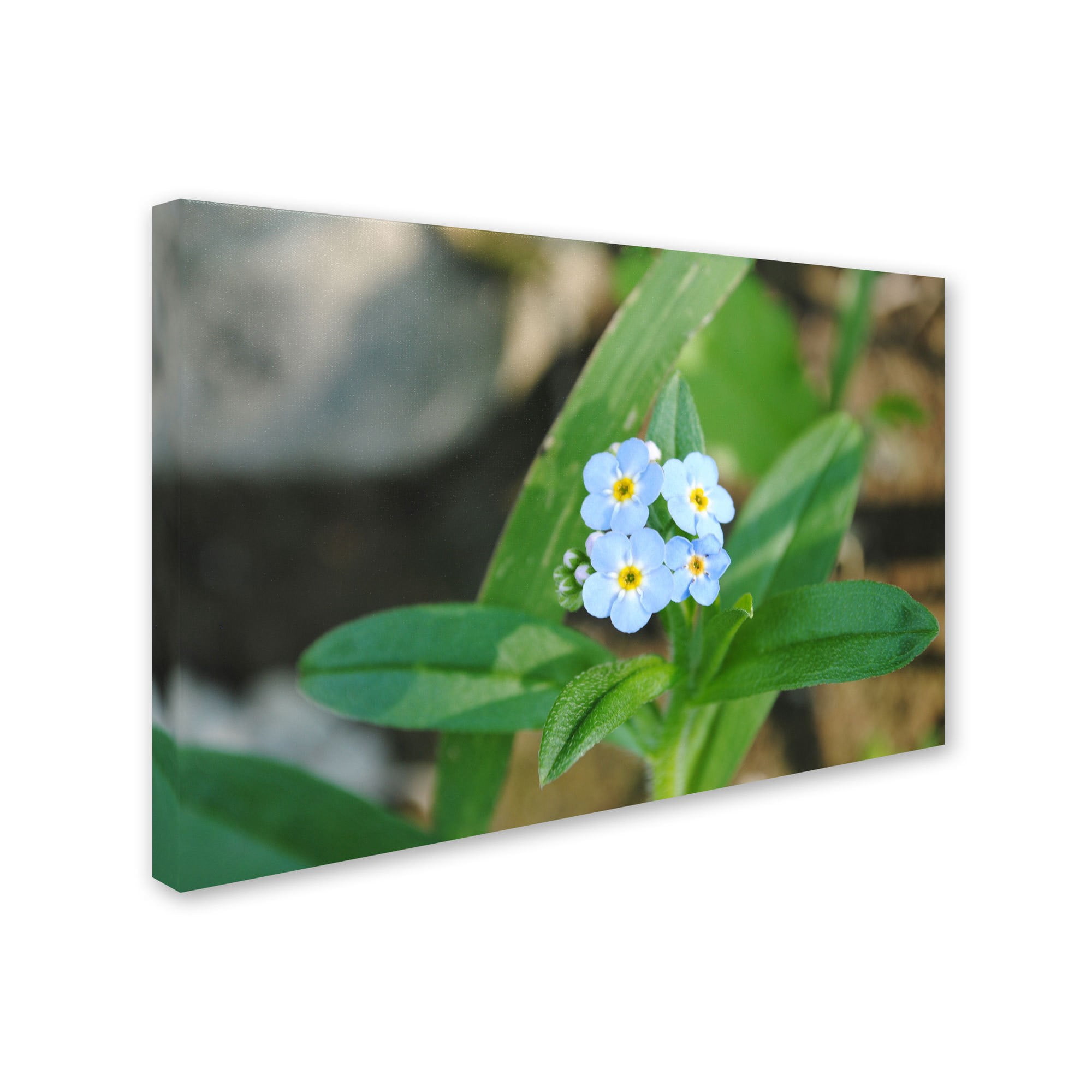 Trademark Fine Art "Dignified Characteristic" Canvas Art by Monica Fleet
