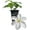 1 Plant, variant on Clematis John Huxtable - Live Starter Plant in a 2 Inch Growers Pot - Starter Plants Ready for The Garden - Rare Clematis for Collectors