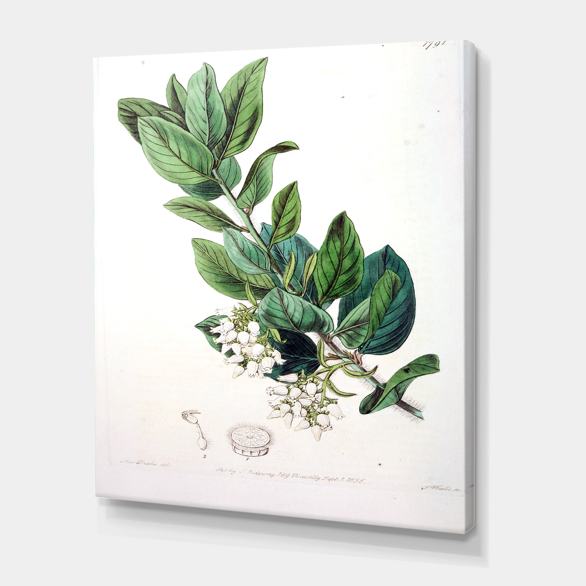 Designart ' Ancient Botanicals XX ' Traditional Canvas Wall Art Print
