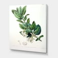thumbnail image 3 of Designart ' Ancient Botanicals XX ' Traditional Canvas Wall Art Print, 3 of 4
