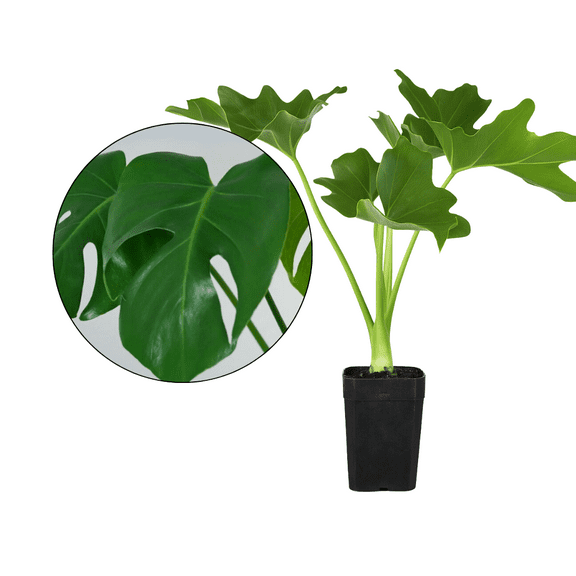 MyShelfie - Mini Philodendron Selloum Hope Starter Live Plant in 2-Inch Pot – Tropical Indoor Houseplant, Low Maintenance, Easy Care, Perfect for Home or Office Décor