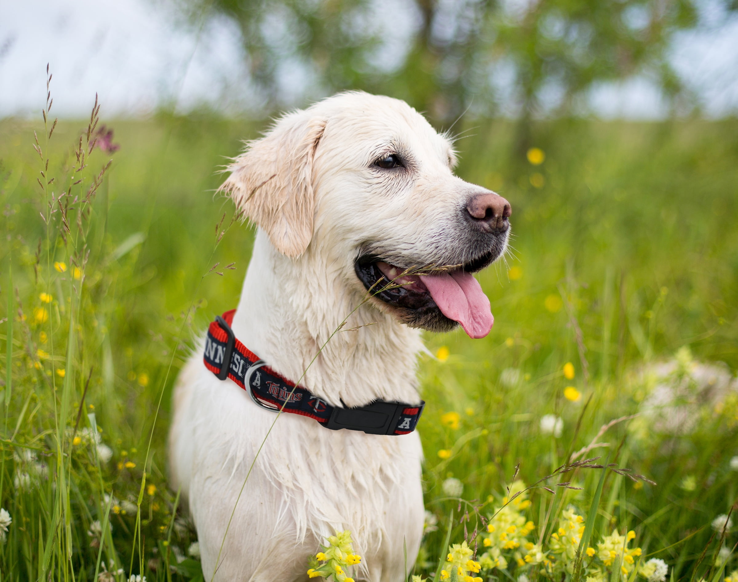 Minnesota Twins Dog Collar Small
