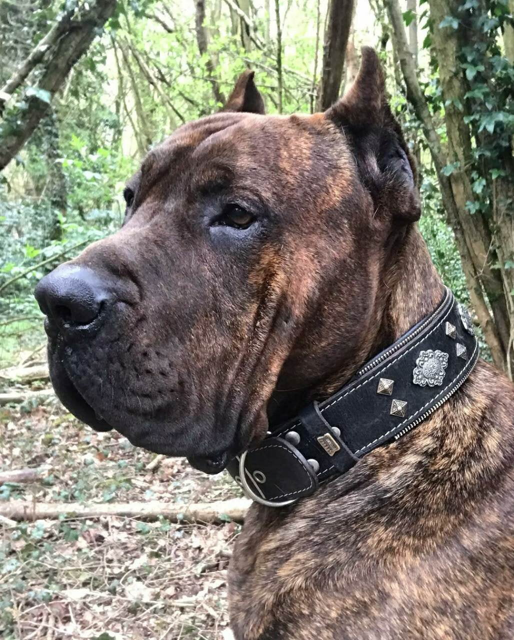 The Bestia "Aztec" Black Leather Dog Collar for Large Dog Breeds
