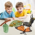 thumbnail image 1 of DPTALR Educational Simulation Children's Best Growth Cycle Model Toys, 1 of 3