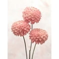 thumbnail image 2 of Frank, Assaf 25x32 Black Ornate Wood Framed with Double Matting Museum Art Print Titled - Three Dahlia flowers on white background, 2 of 4