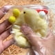 thumbnail image 2 of Fidget Toy Hecho A Mano Felpa Simulación Pollo Suaves para Adultos Amarillo, 2 of 9