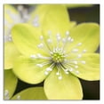 thumbnail image 3 of 24" x 24" Yellow Blossom by PhotoINC Studio - Wall Art Print on Canvas Fabric, 3 of 3