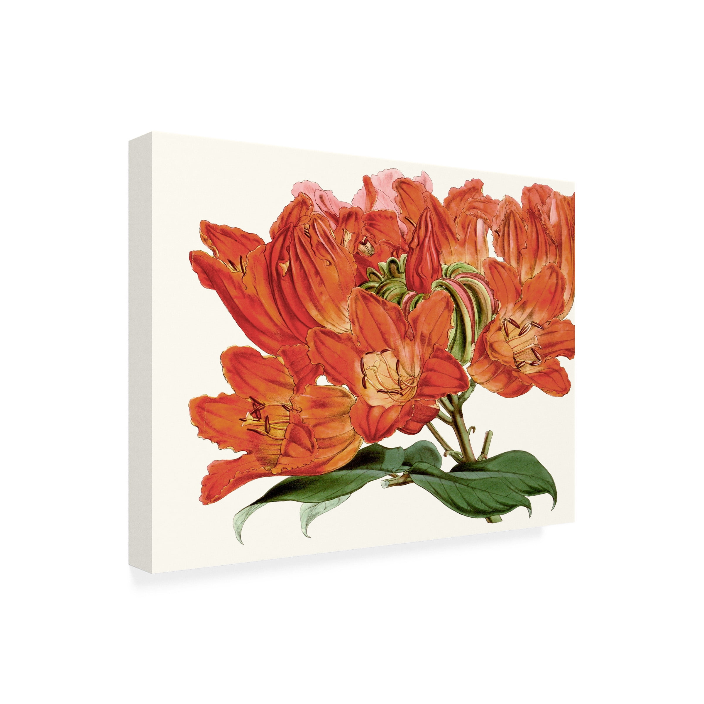 Curtis 'Striking Coral Botanicals III' Canvas Art