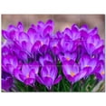 thumbnail image 1 of Flowers Ceramic Tile Mural Kitchen Backsplash Bathroom Shower 402261-XL43, 1 of 3