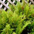 thumbnail image 3 of Athyrium Filix-femina, Lady In Red, Lady Fern - Pot Size: 3" (2.6x3.5") - Plants, Shade Plants, 3 of 8