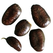 Pawpaw Seeds (Asimina triloba) 5 Seeds (10 grams) by Smoke Camp Crafts- Paw Paw Seeds - Appalachian Banana Tree Seeds - Edible Forest Farm Fruit Tree Seeds