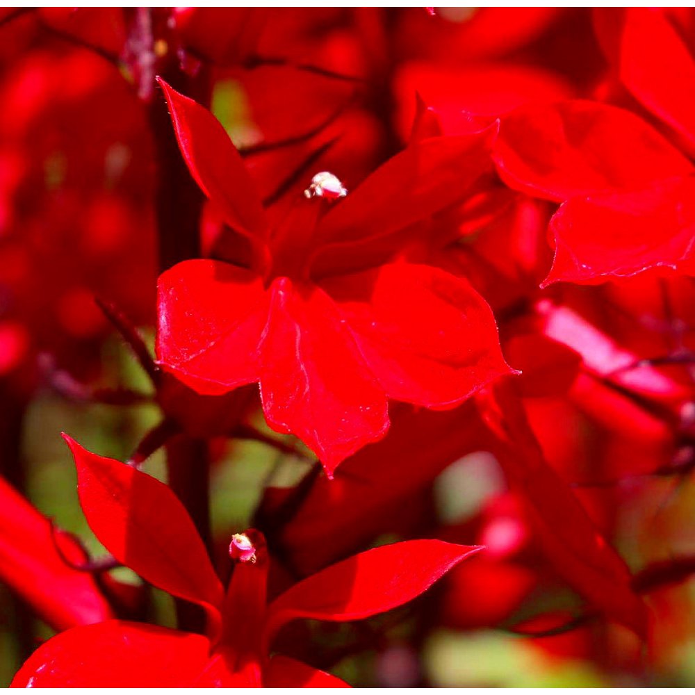 Vulcan Red Cardinal Perennial Live Plant Lobelia Very Hardy Quart