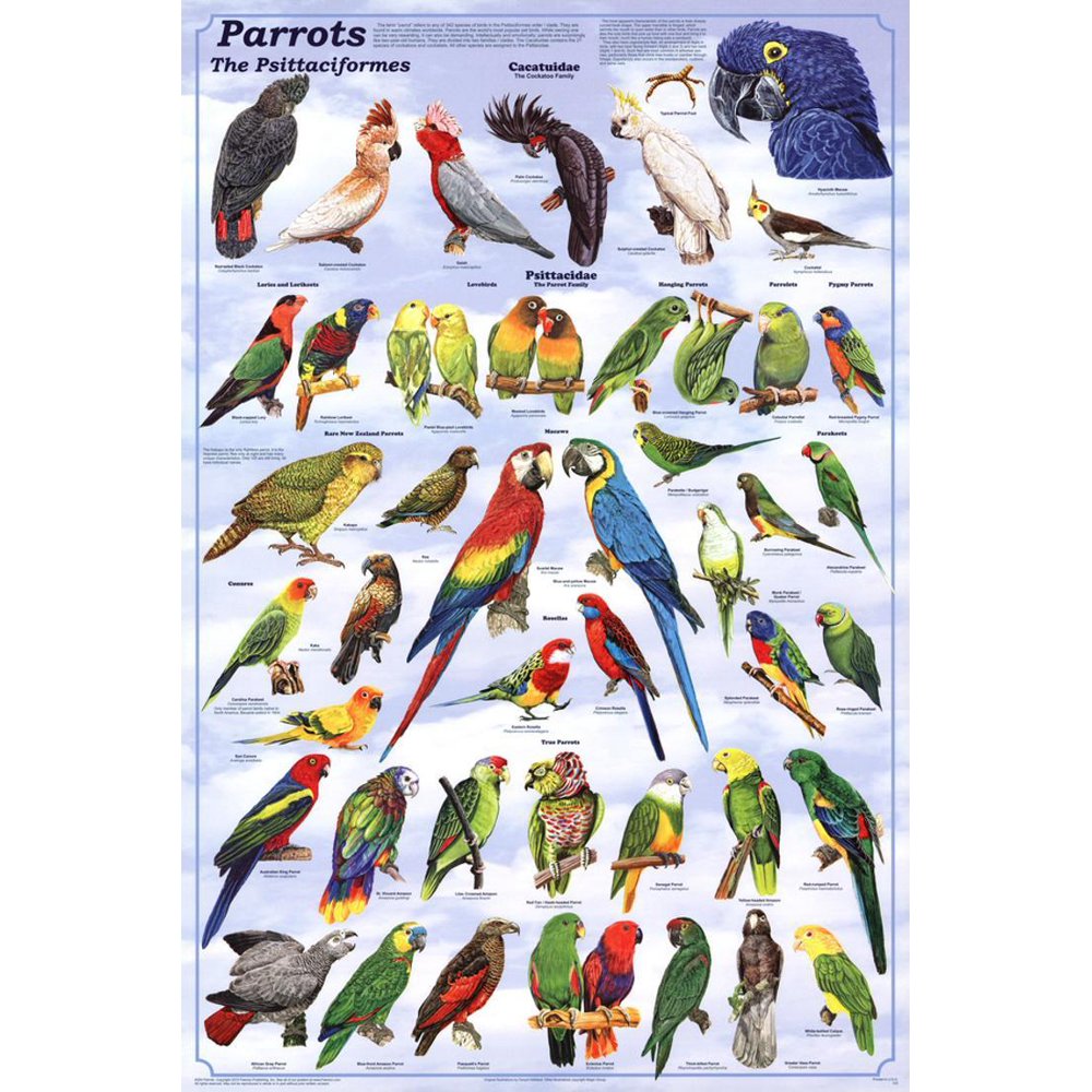 Parrots Educational Bird Chart Art Poster 24x36