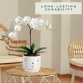 thumbnail image 4 of Orchid Pots Thriving Thriving Thicket, juego de 2 unidades de cerámica blanca de 13 cm a 15 cm, 4 of 4