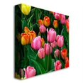 thumbnail image 3 of Trademark Art "Pink in the Middle Tulips" Canvas Art by Kurt Shaffer, 3 of 3