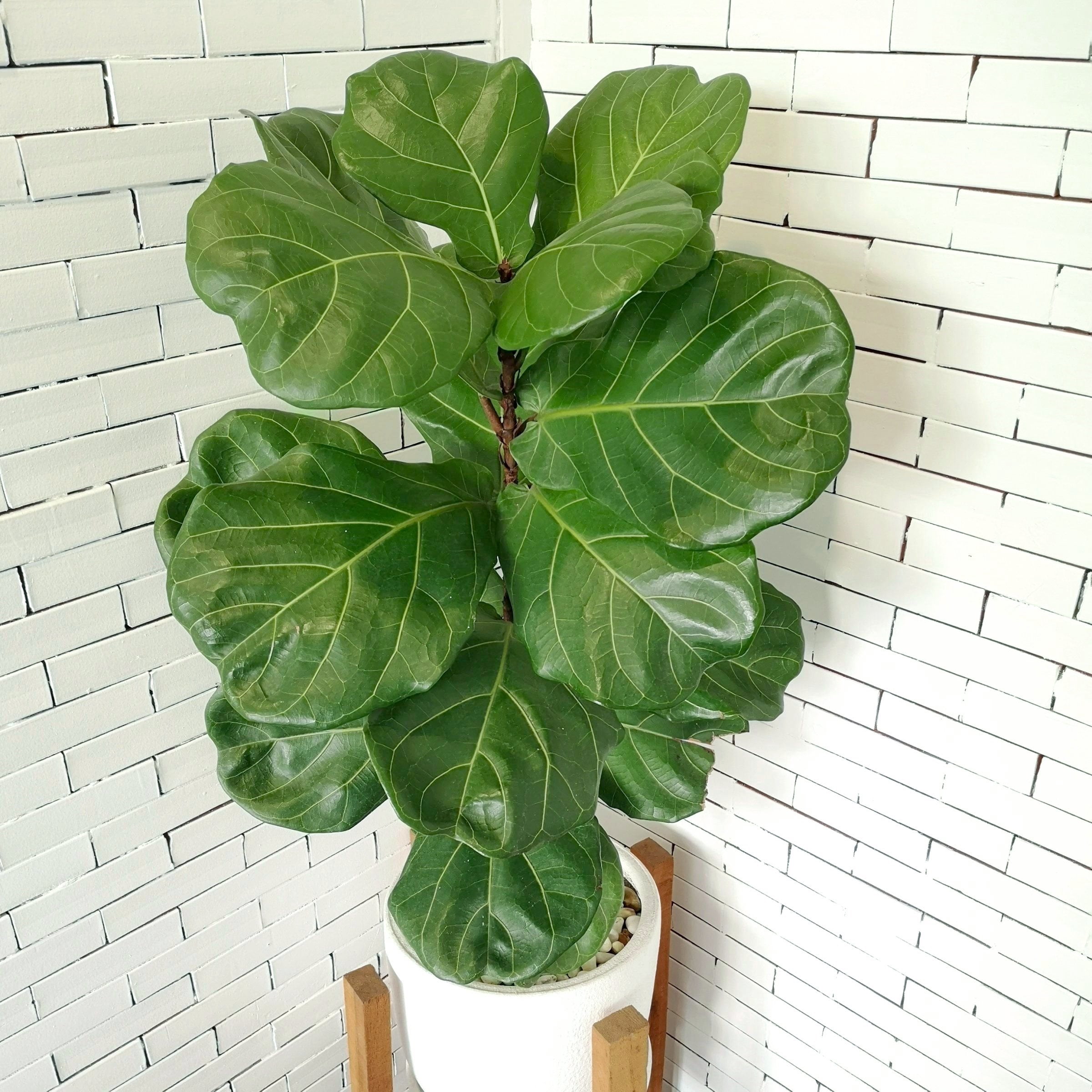 6 in. Ficus Lyrata Suncoast Plant in Grower Container