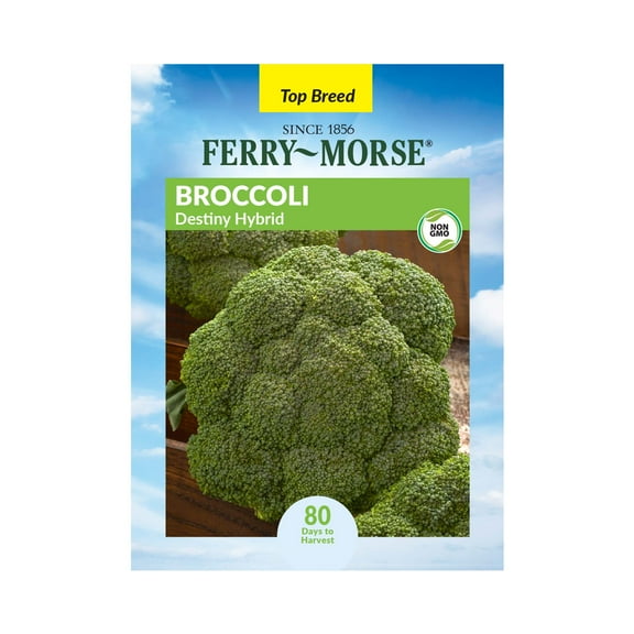 Ferry-Morse 110MG Broccoli Destiny Hybrid Annual Vegetable Seeds, Full Sun
