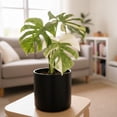 thumbnail image 2 of Monstera Plant Live, Rare Tropical Monstera Well Rooted, Live Philodendron Indoor Houseplant 4-8 Inches Ready to Grow (Variegated White Monstera), 2 of 5